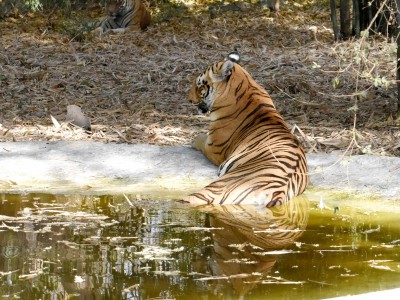 Another tiger dies in MP's Pench Another tiger dies in MP's Pench