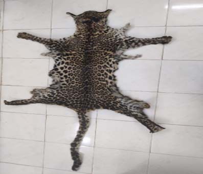 One held in Odisha for smuggling leopard skin One held in Odisha for smuggling leopard skin
