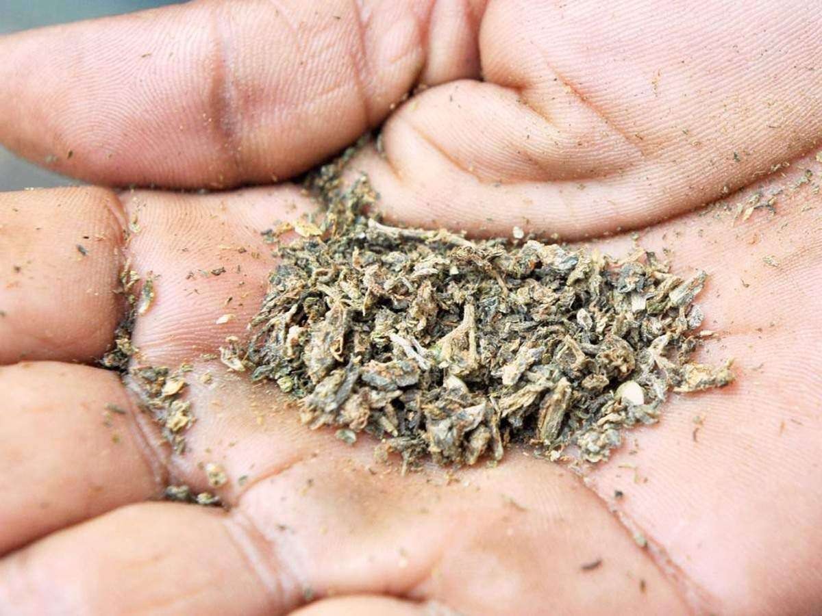 Puducherry police crackdown on ganja menace, to invoke Goonda Act on peddlers, users Puducherry police crackdown on ganja menace, to invoke Goonda Act on peddlers, users