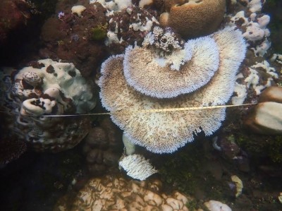 Environment experts warn world's coral reefs may disappear in 3 decades Environment experts warn world's coral reefs may disappear in 3 decades