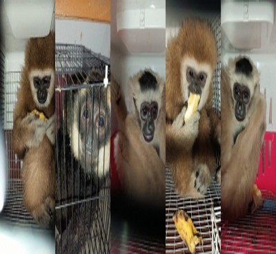 5 monkeys, wallaby rescued in Assam; one arrested 5 monkeys, wallaby rescued in Assam; one arrested