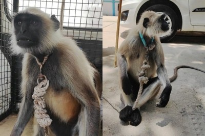Langur kept as illegal pet to shoo away monkeys rescued in Agra Langur kept as illegal pet to shoo away monkeys rescued in Agra