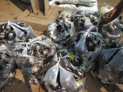 Regulatory hurdles deter farmers to earn from Bt brinjal: Report Regulatory hurdles deter farmers to earn from Bt brinjal: Report