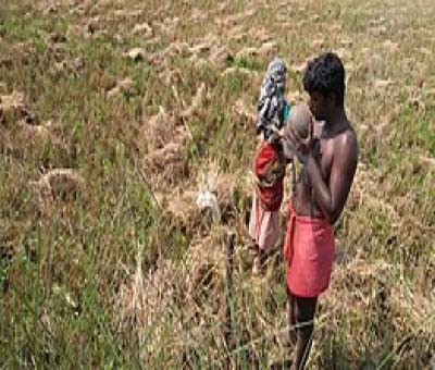 Irula tribals being treated as bonded labourers in duck, paddy farms Irula tribals being treated as bonded labourers in duck, paddy farms