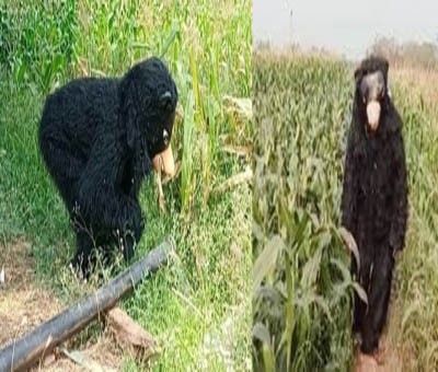 Telangana farmer's innovative trick to protect crops Telangana farmer's innovative trick to protect crops