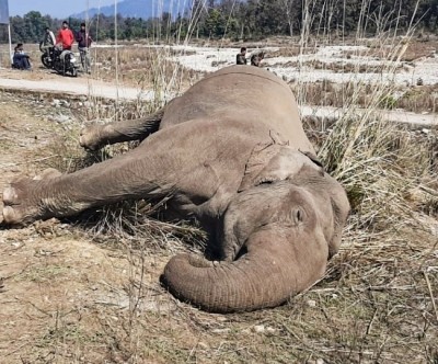 Electrocution of wild elephant: TN forest department arrest banana farm owner Electrocution of wild elephant: TN forest department arrest banana farm owner