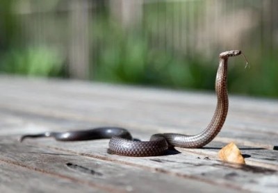 Anti-venom shortage: Irula society to get permission to catch snakes Anti-venom shortage: Irula society to get permission to catch snakes