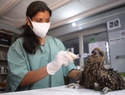 Black Kite rescued from south Delhi colony Black Kite rescued from south Delhi colony