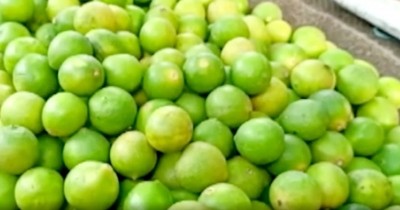Special puja to bring down prices of lemon Special puja to bring down prices of lemon