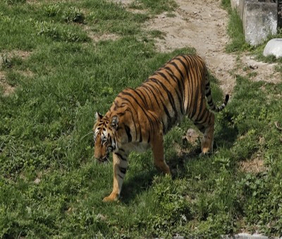 No resident tigers in Goa, hence no question of tiger reserve: Forest Minister No resident tigers in Goa, hence no question of tiger reserve: Forest Minister