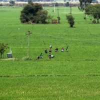 TN farmers shed tears as wild boars feast on crops