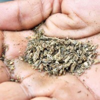 Puducherry police crackdown on ganja menace, to invoke Goonda Act on peddlers, users
