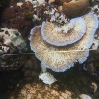 Environment experts warn world's coral reefs may disappear in 3 decades