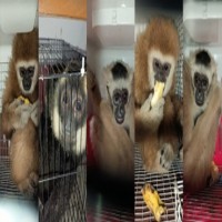 5 monkeys, wallaby rescued in Assam; one arrested