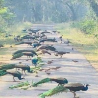 Bihar to frame new policy for increasing peacock numbers