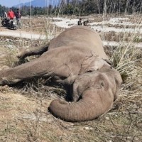Electrocution of wild elephant: TN forest department arrest banana farm owner