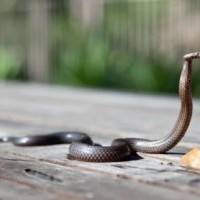 Anti-venom shortage: Irula society to get permission to catch snakes