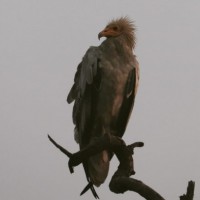 'States should 'enforce' legislation like TN to save vultures'