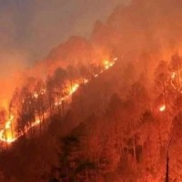 Forest fires in summer reduce solar power production: Study