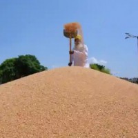 Egypt approves India as a wheat supplier