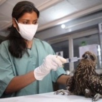 Black Kite rescued from south Delhi colony