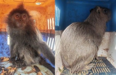 Exotic animals smuggled from Myanmar seized in Mizoram; 2 held