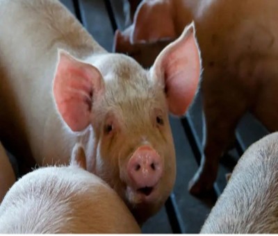 Swine flu cases on the rise in Gujarat Swine flu cases on the rise in Gujarat