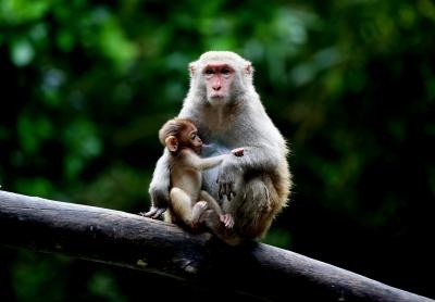 Antibodies from monkeys shows promise against Covid variants