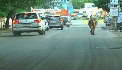 Who will bell stray cattle in Gujarat as the menace grows alarmingly? Who will bell stray cattle in Gujarat as the menace grows alarmingly?