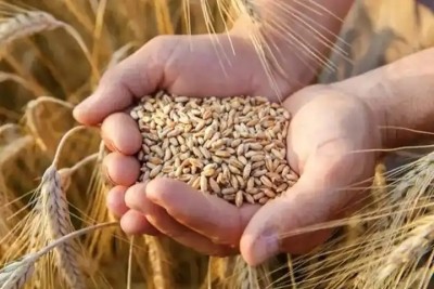 Foodgrain production estimated to be record 315.72 MT, up by 4.98 MT in 2020-21 Foodgrain production estimated to be record 315.72 MT, up by 4.98 MT in 2020-21