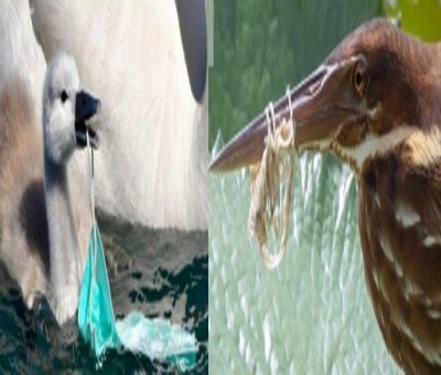 Researchers track impact of Covid protective plastic gear on wildlife Researchers track impact of Covid protective plastic gear on wildlife