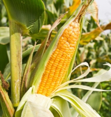 Cultivation of maize, mustard, moong to be promoted: ICAR Cultivation of maize, mustard, moong to be promoted: ICAR