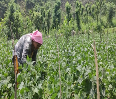 India adopts smart farming strategy to boost small farmers' fortunes India adopts smart farming strategy to boost small farmers' fortunes