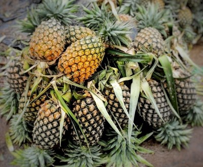 Tripura exported over 9K tonnes of pineapples in 2 years Tripura exported over 9K tonnes of pineapples in 2 years