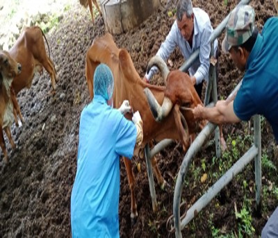 Gujarat forms task force to decide on treatment for LSD among cattle Gujarat forms task force to decide on treatment for LSD among cattle