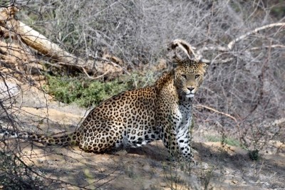 Leopard injures 7-yr-old boy in UP Leopard injures 7-yr-old boy in UP