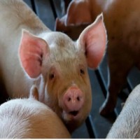 Swine flu cases on the rise in Gujarat