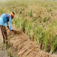 Rain fury: Farmers in TN's Tiruchi stare at heavy losses as crops sumberged