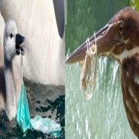 Researchers track impact of Covid protective plastic gear on wildlife