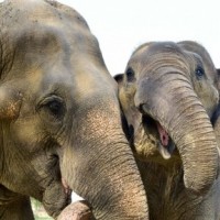Tangedco to submit report on wild elephant electrocution before Madras HC