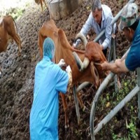 Gujarat forms task force to decide on treatment for LSD among cattle