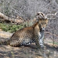 Leopard injures 7-yr-old boy in UP