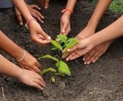 Andhra planted 33 crore saplings in two years: Minister Andhra planted 33 crore saplings in two years: Minister