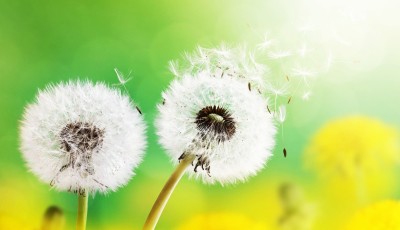 First in India: Researchers evolve pollen calendar for Chandigarh First in India: Researchers evolve pollen calendar for Chandigarh