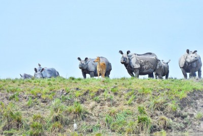 Assam to destroy 2,500 rhino horns, ivory, animal parts Assam to destroy 2,500 rhino horns, ivory, animal parts