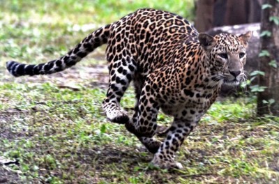 Teenagers rescue 2 'vulnerable' leopard cubs in Nagaland Teenagers rescue 2 'vulnerable' leopard cubs in Nagaland