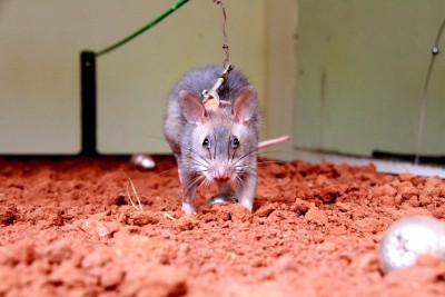 Telangana govt says no to glue traps to kill rodents Telangana govt says no to glue traps to kill rodents