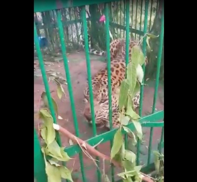 Leopard trapped in J&K's Ganderbal Leopard trapped in J&K's Ganderbal