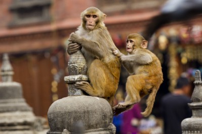 7 held for killing 38 monkeys in Karnataka's Hassan 7 held for killing 38 monkeys in Karnataka's Hassan