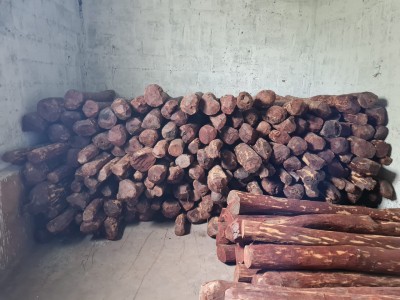 Red sanders worth Rs 4.5 Cr seized, 2 held in K'taka Red sanders worth Rs 4.5 Cr seized, 2 held in K'taka